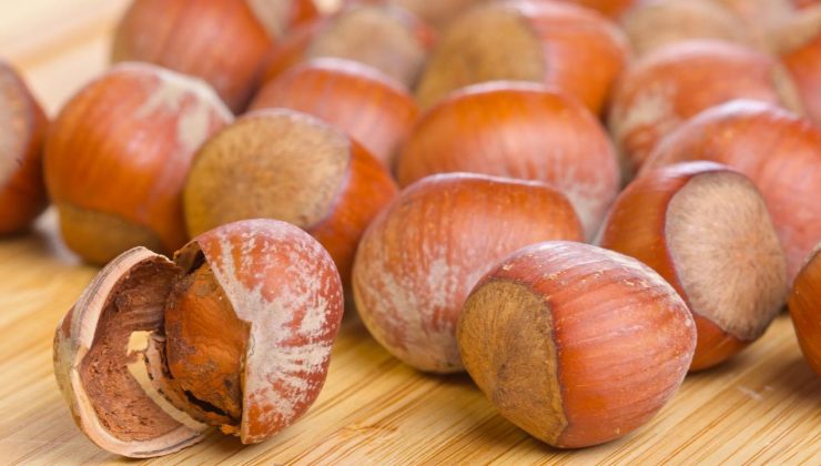 Düzce’de Fındık Fiyatları Düşüşte: 18 Nisan Verileri Açıklandı