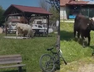 Sallar Mahallesi’nde Başıboş Hayvan Tepkisi: Vatandaşlar Endişeli