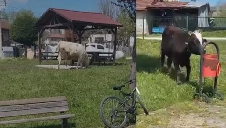 Sallar Mahallesi’nde Başıboş Hayvan Tepkisi: Vatandaşlar Endişeli